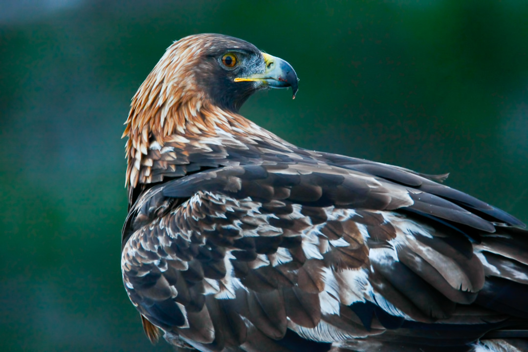 Golden eagle photography at Meådal