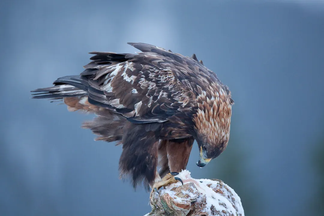Golden eagle feeding close to the Meadal photography hide