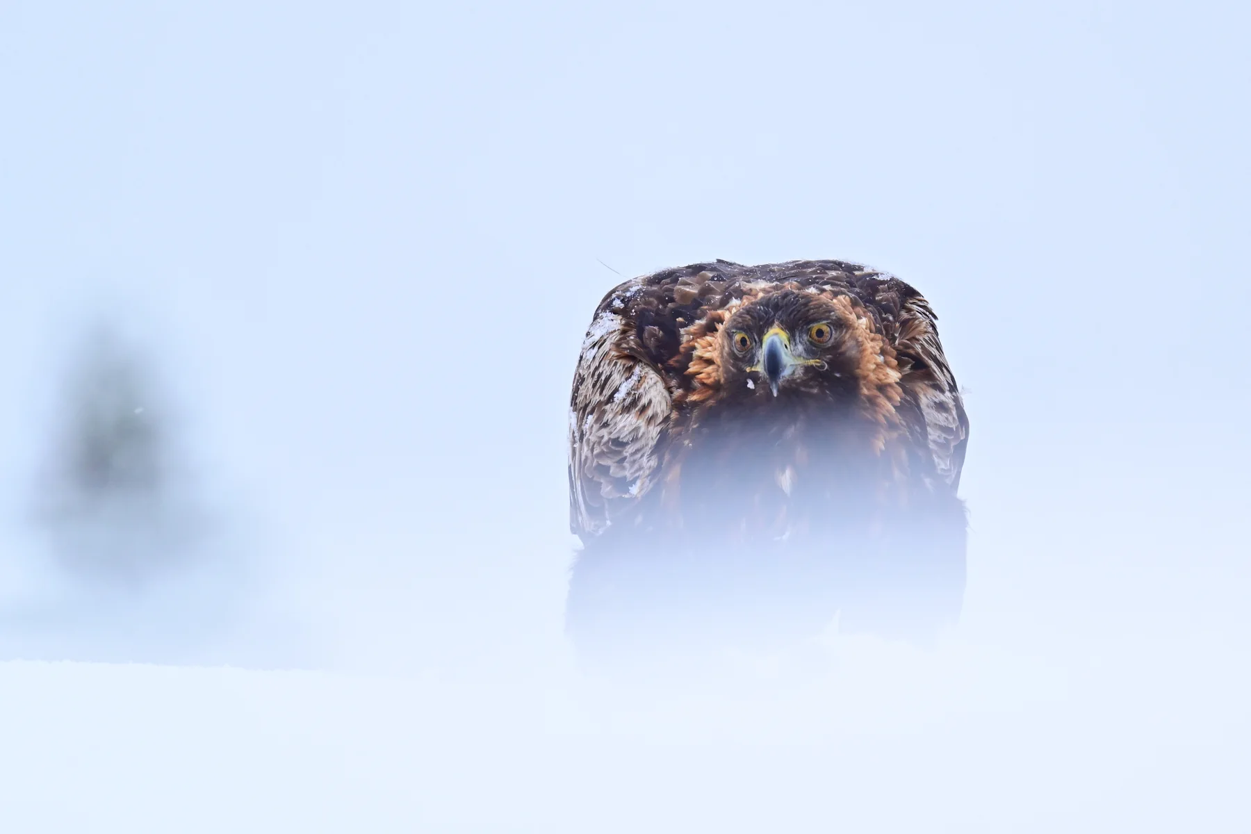 Golden eagle looking toward the camera through soft foreground snow at Meådal