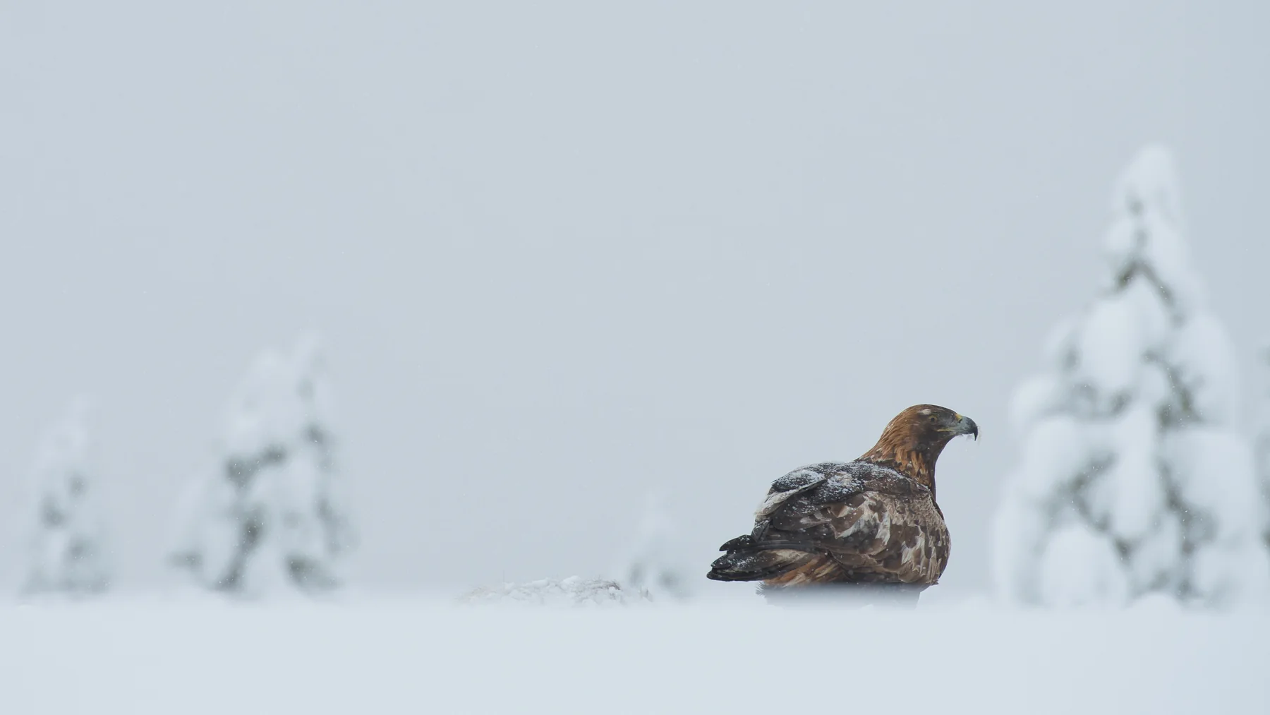 Golden eagle resting in a quiet snowy winter scene at Meådal