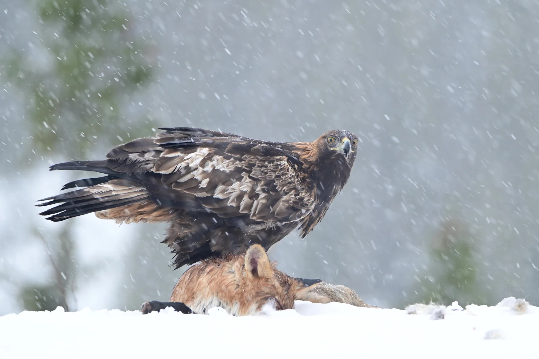 Golden eagle feeding in falling snow at Meådal