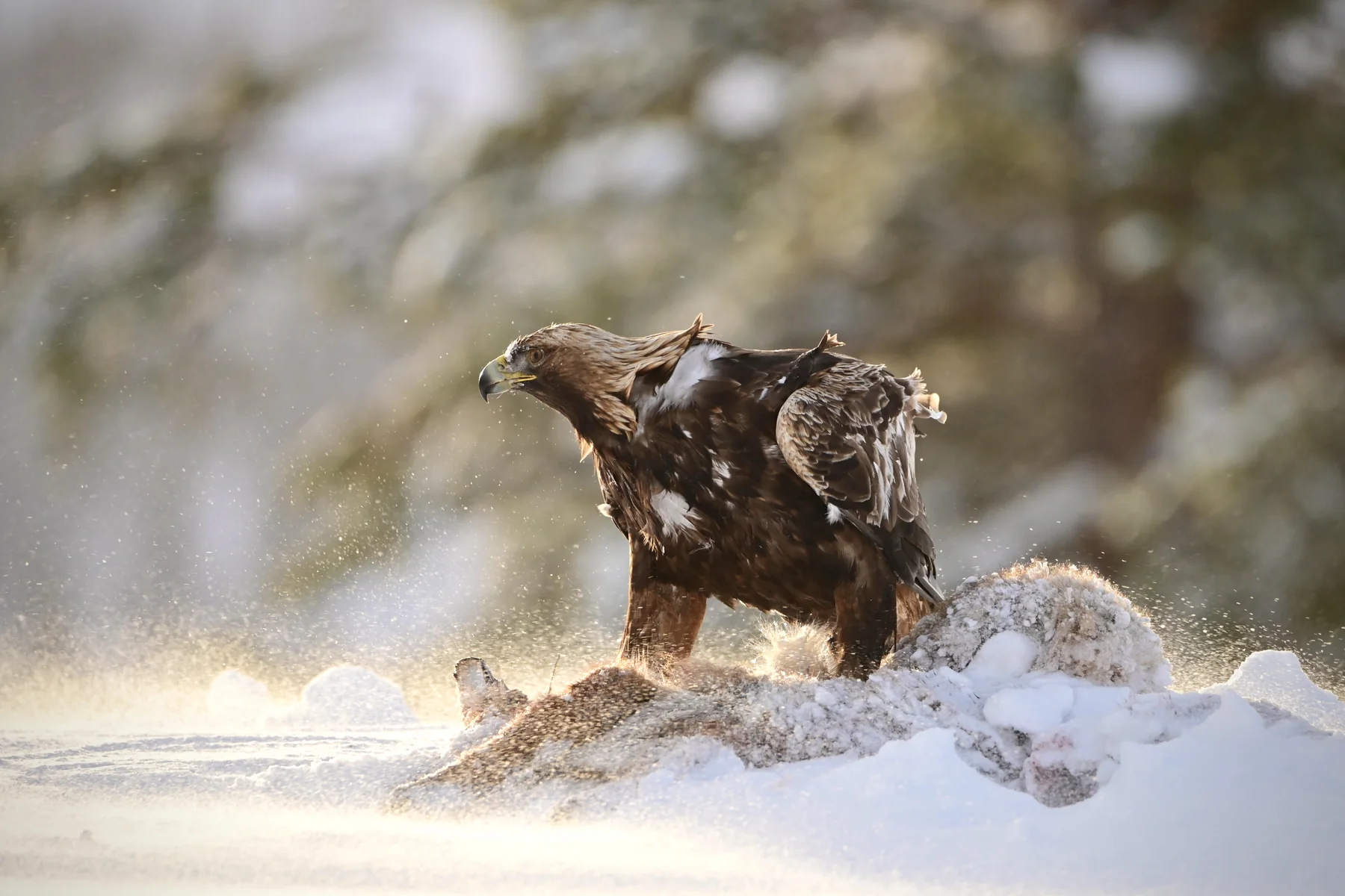 Golden eagle in warm backlit snow and winter spray at Meådal