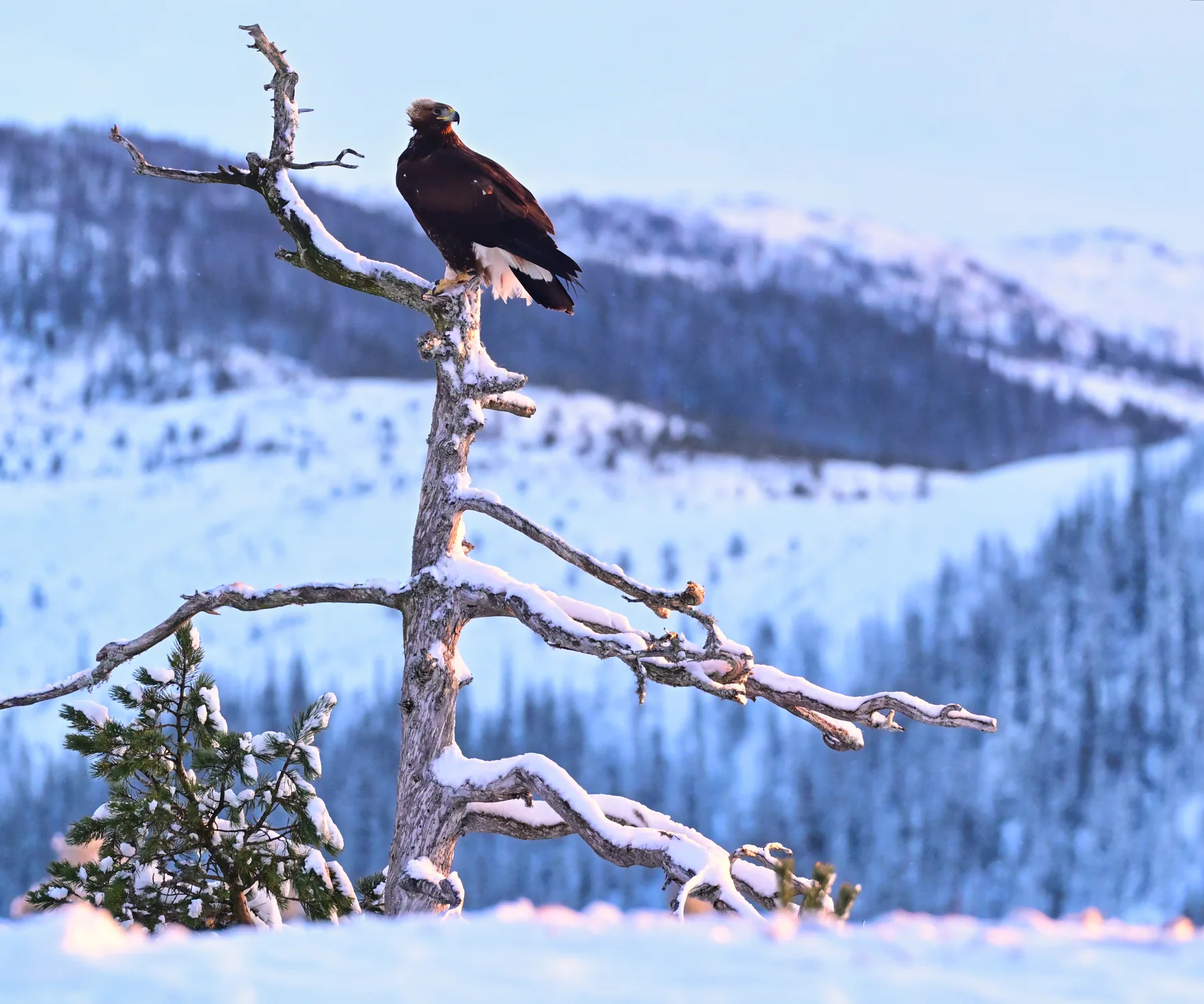 Golden eagle perched on a snow-covered tree above the winter valley at Meådal