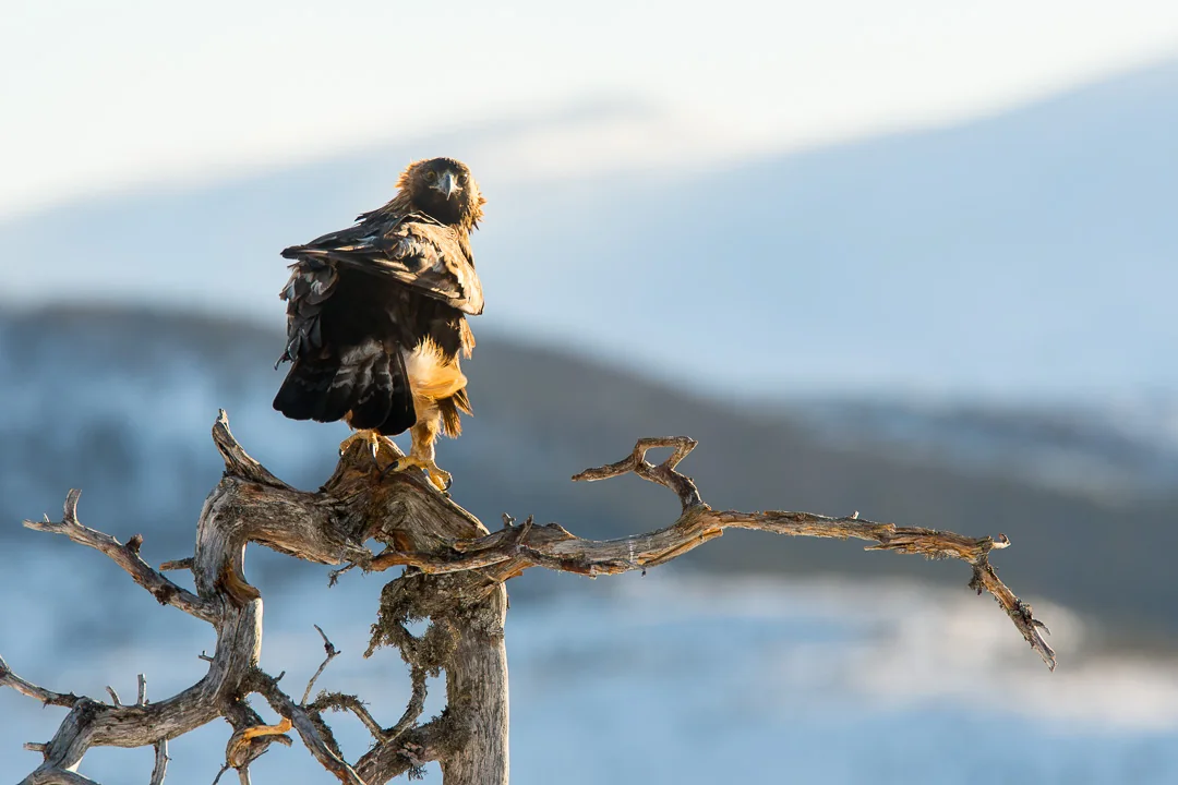 Golden eagle perched on an old tree in low winter light at Meådal