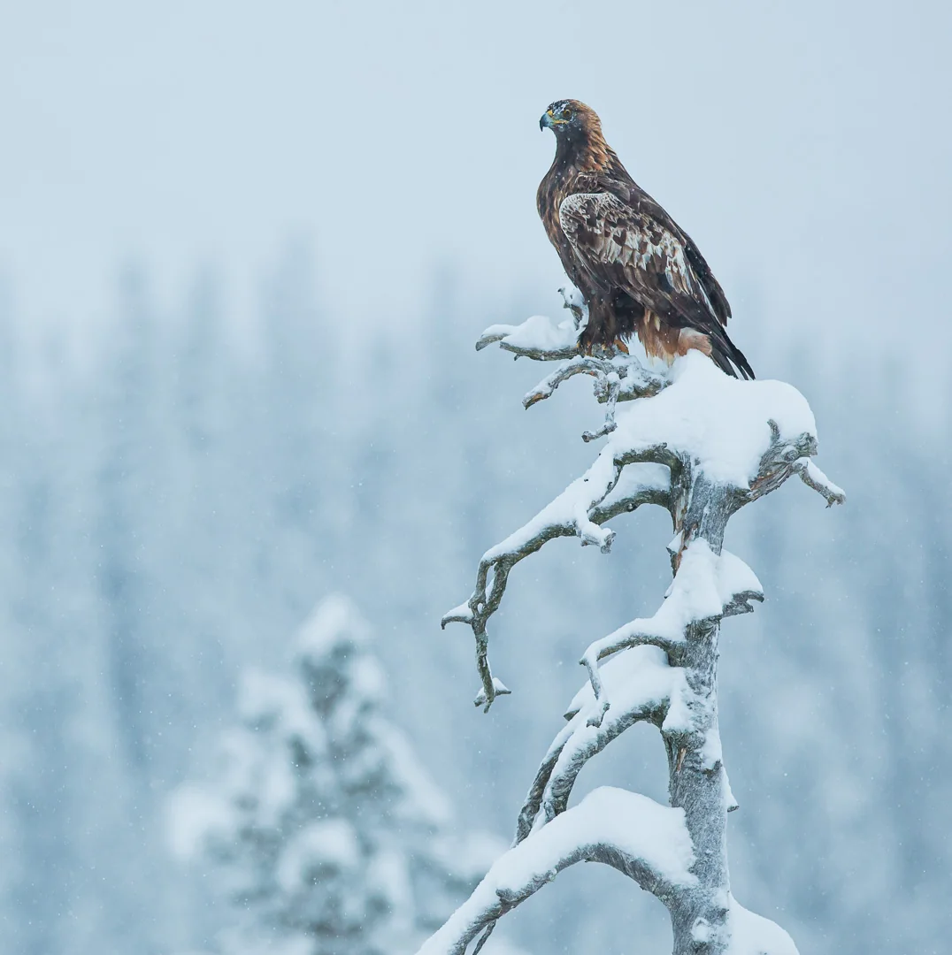 Golden eagle perched on a snow-covered dead tree at Meådal