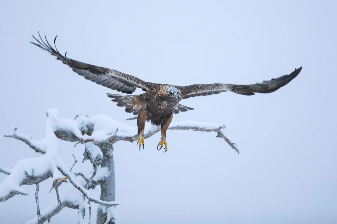 Golden eagle landing with wings spread in winter snow at Meådal