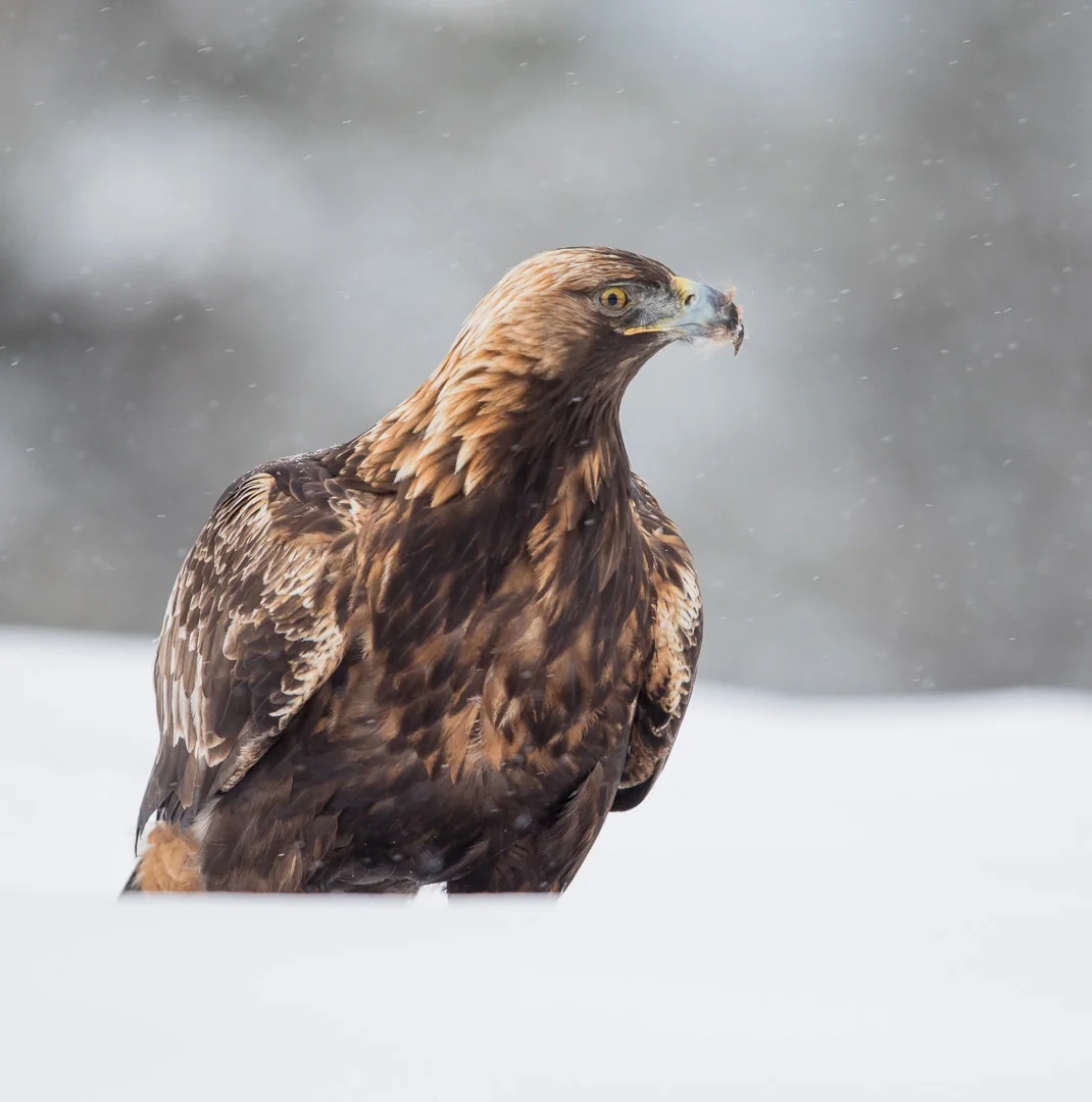Golden eagle portrait in falling snow at Meådal