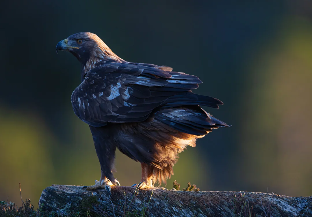 Golden eagle standing in warm winter light at Meådal