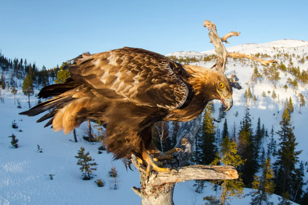 Golden eagle close to the camera with snowy hills behind at Meådal