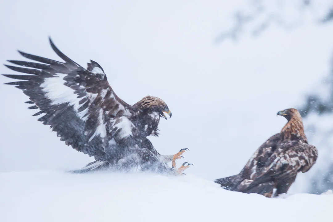 Two golden eagles meeting in snowy winter conditions at Meådal