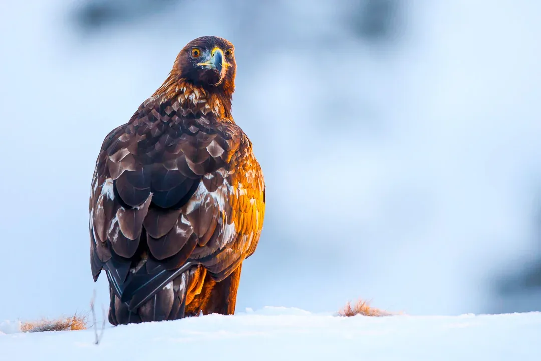 Golden eagle in warm winter light at Meådal